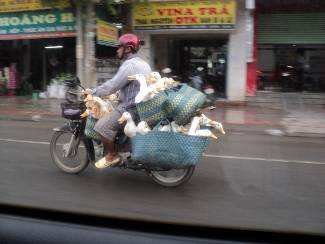 Auf dem Weg zur Schule, ca. 45 Min. ein Weg, sieht man jeden Tag, Tiertransporte aller Art......